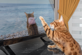 Digitale Unterhaltung für Katzen